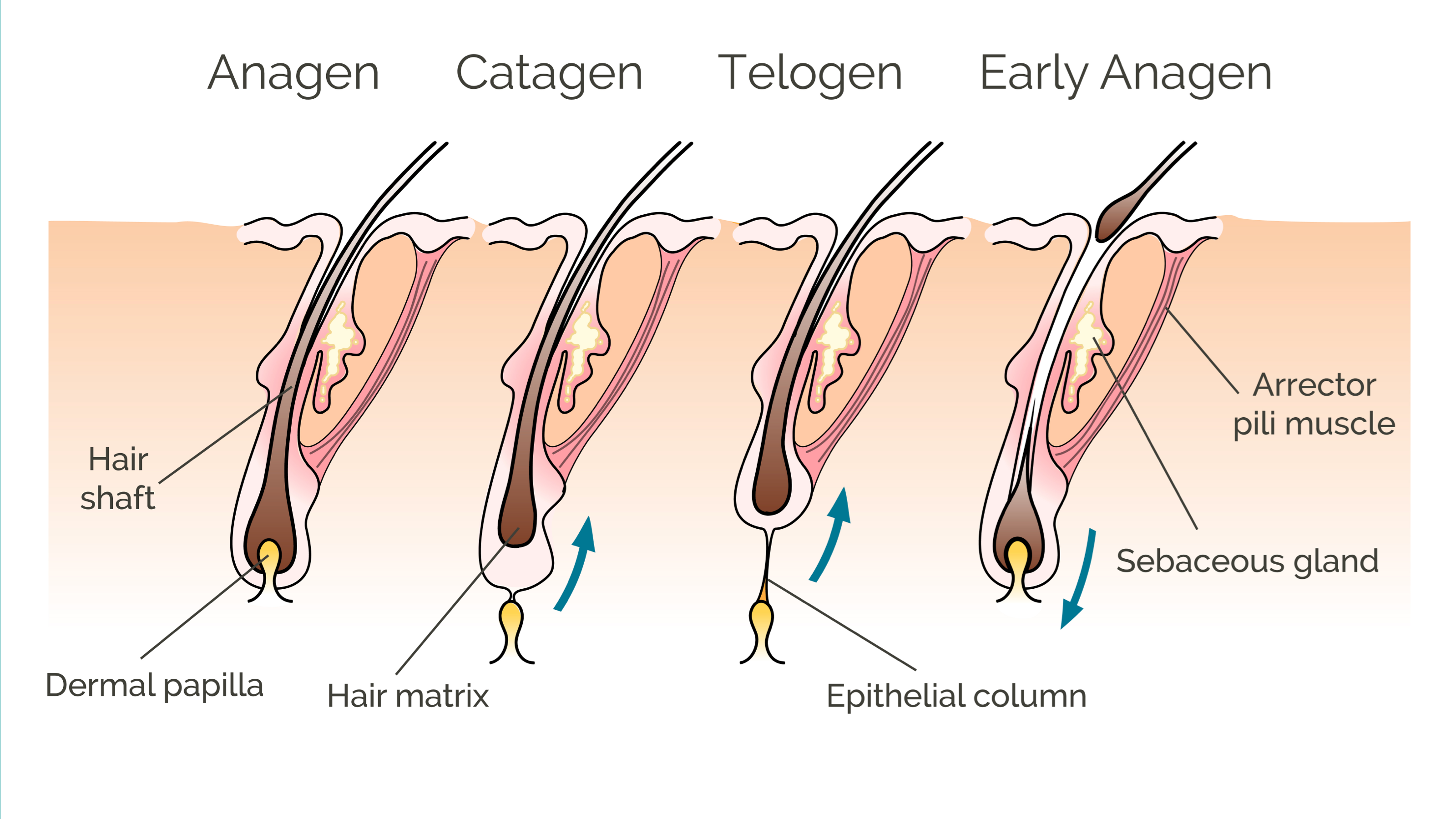 Hair Growth Cycle - Asmed Hair Transplant